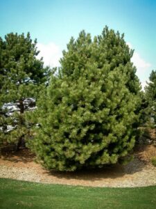 Сосна Чёрная (Pinus Nigra) купить по цене от 270.00р. в интернет-магазине «Посадика» с доставкой почтой в в Звениговое и по всей России – [изображение №1].