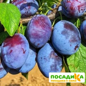 Слива Чачакская ранняя купить по цене от 229.00р. в интернет-магазине «Посадика» с доставкой почтой в в Звениговое и по всей России – [изображение №1].