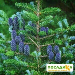 Пихта корейская (Abies koreana) купить по цене от 450.00р. в интернет-магазине «Посадика» с доставкой почтой в в Звениговое и по всей России – [изображение №1].