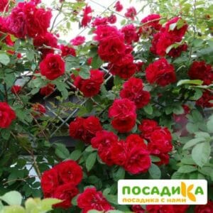 Роза плетистая Амадеус купить по цене от 399.00р. в интернет-магазине «Посадика» с доставкой почтой в в Звениговое и по всей России – [изображение №1].