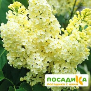 Сирень Примроуз (Primrose) купить по цене от 529.00р. в интернет-магазине «Посадика» с доставкой почтой в в Звениговое и по всей России – [изображение №1].