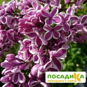 Сирень Сенсация купить по цене от 529.00р. в интернет-магазине «Посадика» с доставкой почтой в в Звениговое и по всей России – [изображение №1].