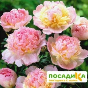 Пион Распберри Сандей (Paeonia Raspberry Sundae) купить по цене от 959р. в интернет-магазине «Посадика» с доставкой почтой в в Звениговое и по всей России – [изображение №1].