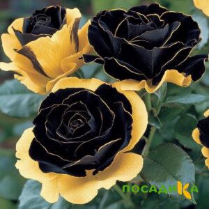 Роза Ханни Сикл купить по цене от 700р. в интернет-магазине «Посадика» с доставкой почтой в в Звениговое и по всей России – [изображение №1].