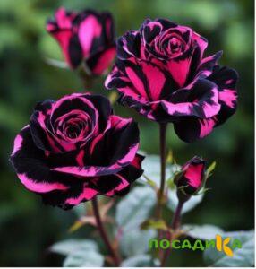Роза Багровый Шепот купить по цене от 366р. в интернет-магазине «Посадика» с доставкой почтой в в Звениговое и по всей России – [изображение №1].