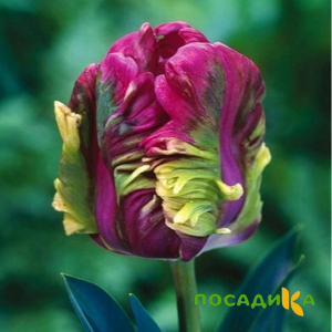 Тюльпан Экзотик Хэвен купить по цене от 186р. в интернет-магазине «Посадика» с доставкой почтой в в Звениговое и по всей России – [изображение №1].
